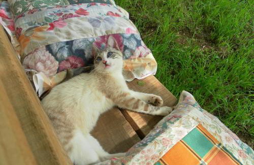 Retiro Da Avo Lídia - Turismo Rural - Foto 52