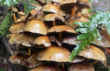 1 Woodlands - Photo 56