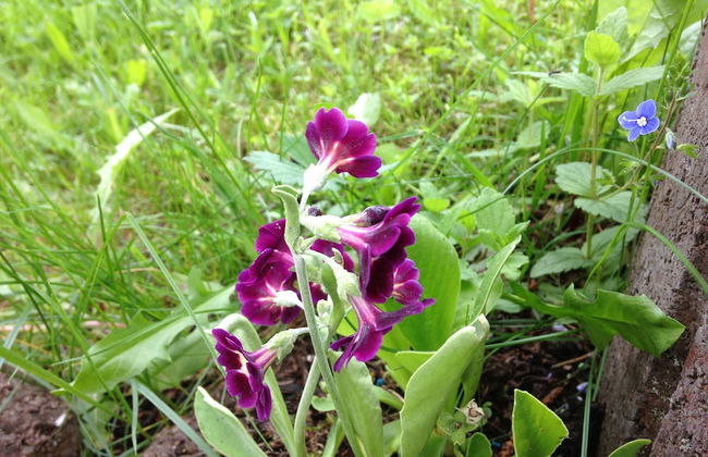 Apartment Straßbourg - Europapark - Foto 22