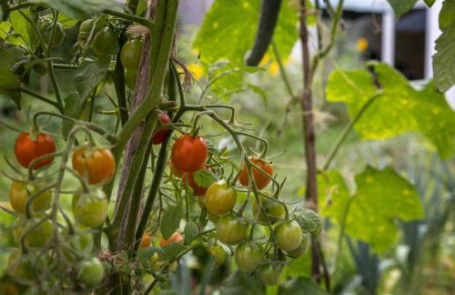 Quintal Orgânico - Foto 27