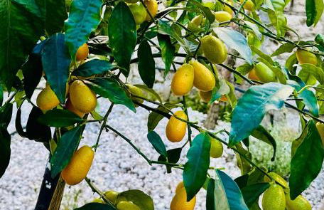 Gli Agrumi di nonna Peppina - Appartamento Arance - Foto 20