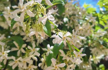 La P'tite Cigale - Foto 40