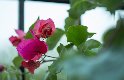 IRIS' Garden Retreat - Foto 62