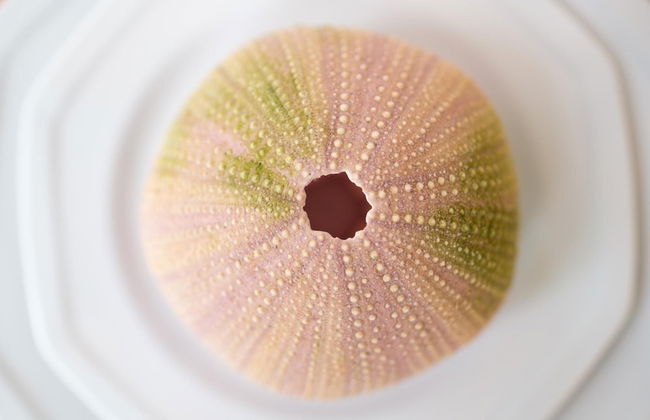 Dreamin Villa - 3 B R Beachfront w Staff - Photo 9