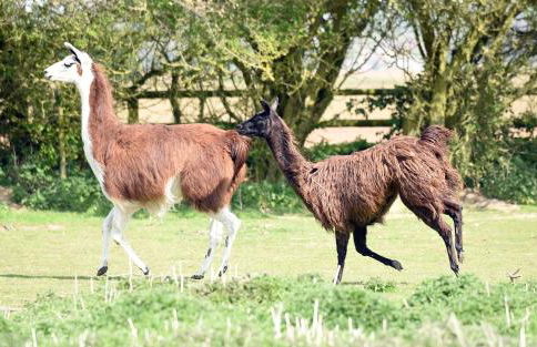Glamping With Llamas - Foto 26