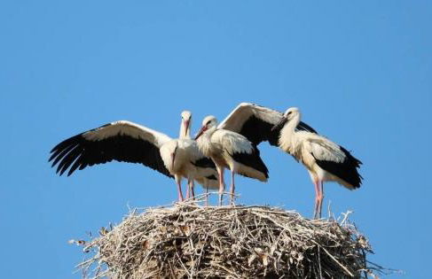 Casale Gli olivi di Dino - Foto 46