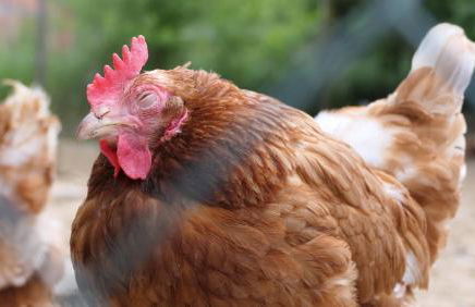 Ferienhof Henn - Foto 12