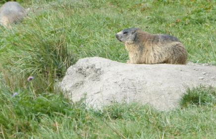 Résidence Les Ecrins - Foto 13