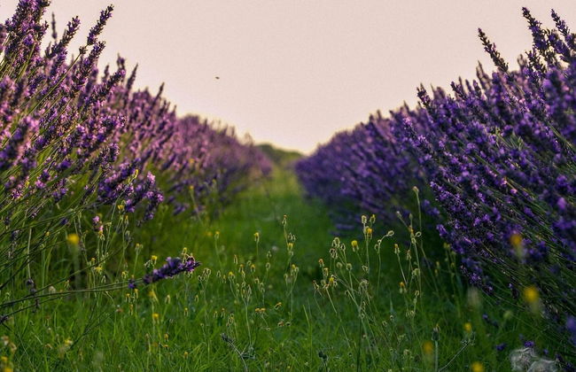 Belvilla by OYO Cotogno - Foto 18