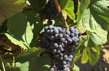 Quinta dos Espinheiros - Photo 102