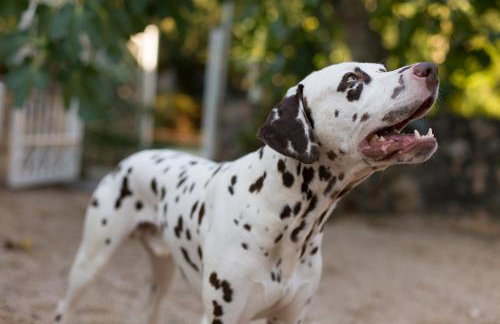 Villa Mir - Photo 80