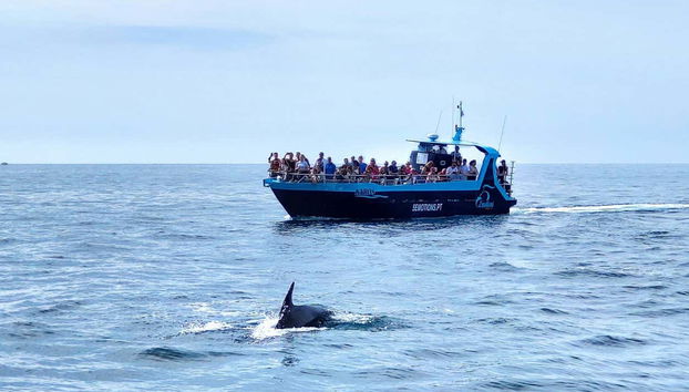 Disfrutando de la observación de cetáceos