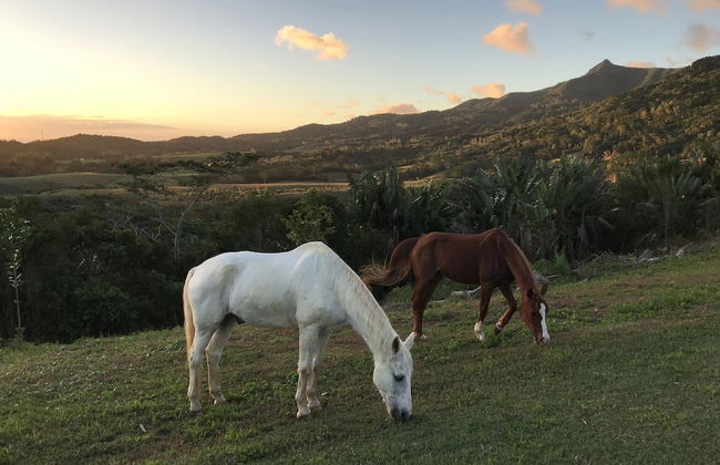 La Vieille Cheminee - Photo 53