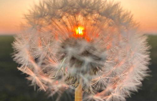 Ferienhaus im Gänseried - Foto 2