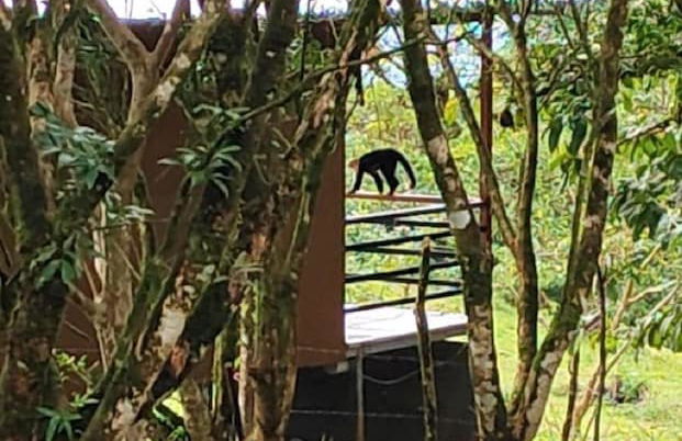 Rio Celeste Nature View - Foto 53