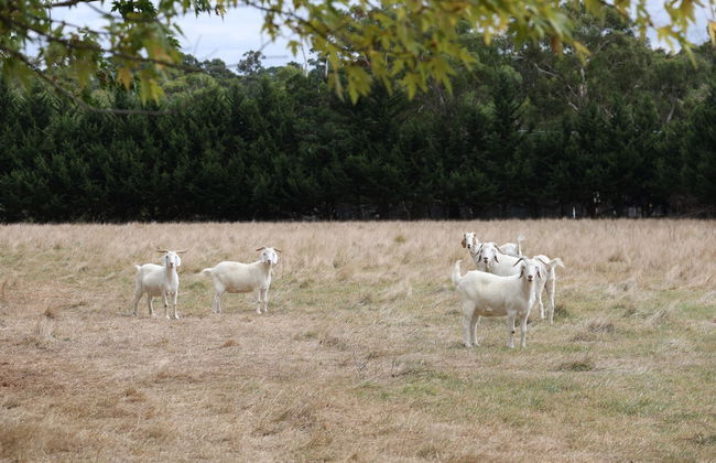StayAU 2BR Yarra Valley Cottage - Foto 26