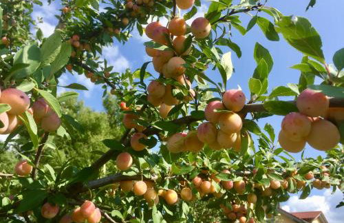 Ferienwohnung Mintbraun - Foto 24