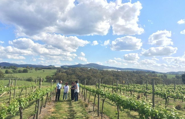 The Sampson - Orange - Foto 23