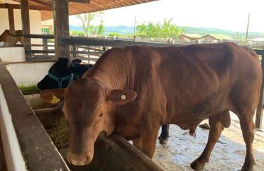 Gravatá Flat no condomínio Monte Castelo MELHOR LOCALIZAÇÃO , Wi-Fi, SKY e AR - Foto 13