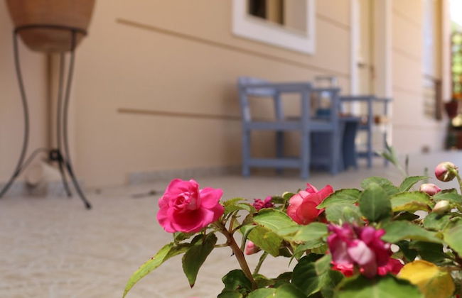 Helianthus - Foto 22