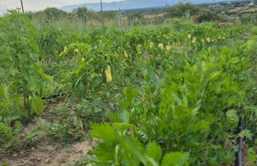 Rocca Verde - Foto 43