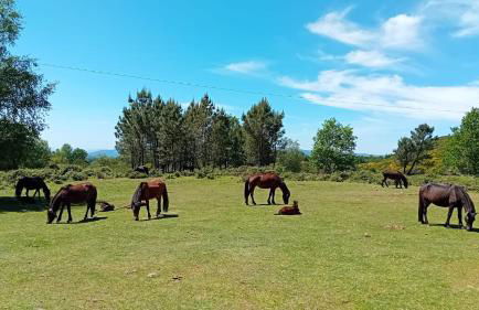 Chalet do Soajo - Foto 46