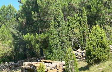 MOLINO DOLZ - Foto 29