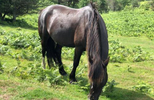 The Cowshed - Foto 28