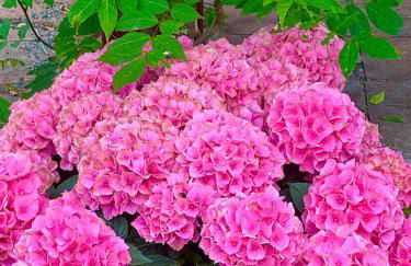 Historische Mühle am Schloss - Foto 48