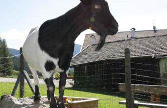 Gspoi-Hof - Photo 18