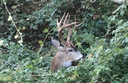 Beautiful Ocean View Cabin and Hot Tub! - Foto 57