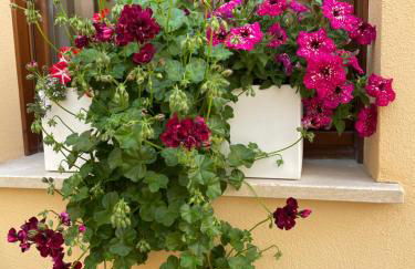 La Pulchella - Foto 22