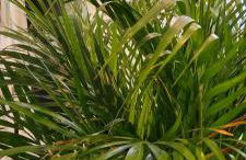 Maison de Sika - Foto 14