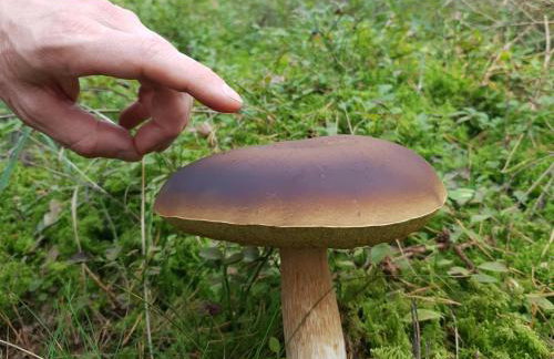 Kamienny Ogród Holiday Park - Foto 101