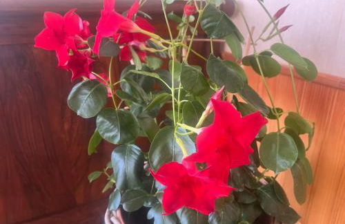 Relaxing family retreat - Foto 24