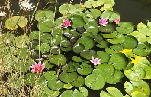 Mare aux nénuphars - Foto 16