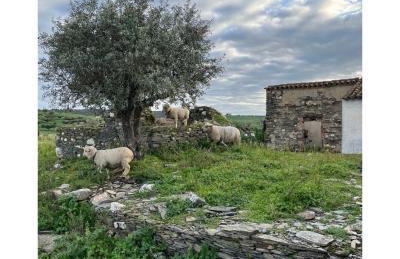 Monte do Saltamontes - Photo 35