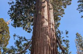 Peaceful Pines Place, a cozy mountain hideaway wAC - Foto 69