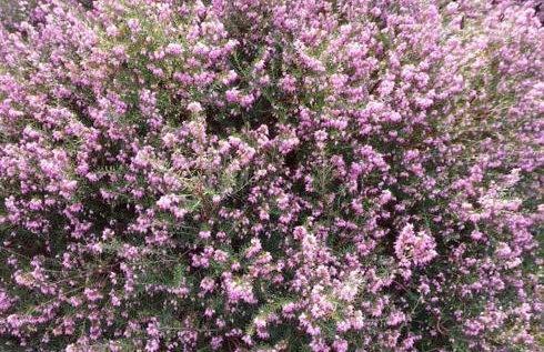 La maison bleue, entre terre et mer - Foto 18
