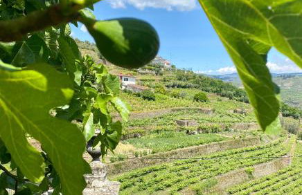 Quinta de Sobre a Fonte Charming Apartments - traditional winery - Foto 75