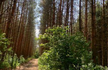 Ozierański Eden "Pod rzeźbami" - Photo 29