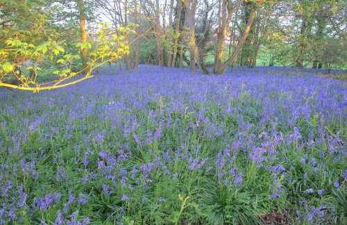 Spixworth Hall Cottages - Foto 23