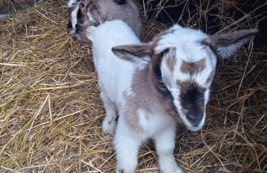 La Caigola - Foto 32