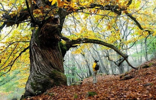 Casas Rurales Acebuche - Photo 13