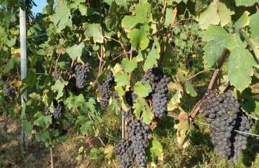 Casa Nalin - Photo 31