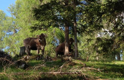 Condominio Le Marmotte - Foto 8