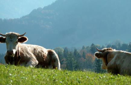 Ferienwohnungen Monika Kloiber - Foto 14