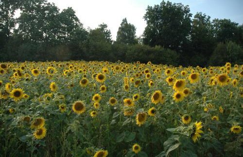 Chata na Zielonym Wzgórzu - Foto 68
