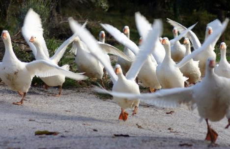 Aia di Lazzaro Agriturismo - Foto 32