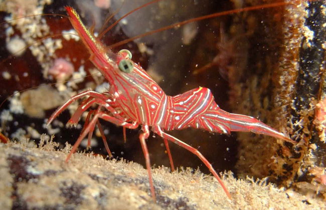 Immersione per principianti a Fuencaliente - Foto 3